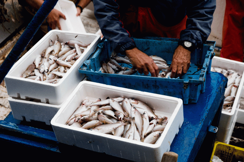 Росрыболовство планирует разрешить «социальное рыболовство»