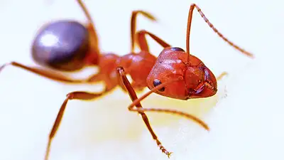 Калифорнию охватило нашествие огненных муравьев